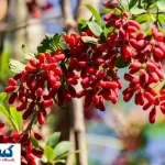 بورس زرشک و عناب راه اندازی می شود