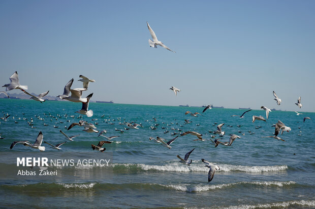 با رادیو به هرمزگان سفر کنید