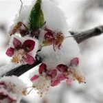 هفته برفی و بارانی در انتظار تهران