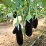 ارزش ۱۳میلیون دلاری صادرات بادمجان ایران؛ صادرات ایران ۶۵درصد کاهش یافت