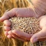 ستاد اقتصادی دولت ساماندهی زنجیره گندم، آرد ونان را بررسی می‌کند