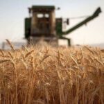 نرخ گندم باید بالای ۵۲ هزارتومان باشد؛ واردات با آزادسازی ارز دیگر جذابیت ندارد