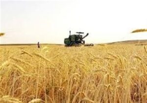 آغاز خرید تضمینی گندم با پرداخت علی الحساب
