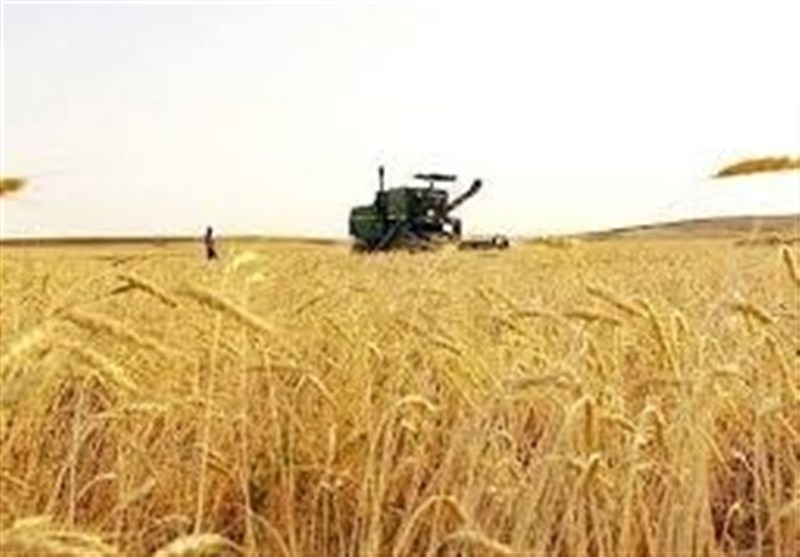 آغاز خرید تضمینی گندم با پرداخت علی الحساب