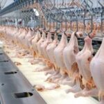 تغییر مسیر تجارت جهانی مرغ و لبنیات در سایه جنگ