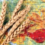 تجارت جهانی گندم در سایه بحران هرمز؛ قیمت صادرات گندم ۵ تا ۱۵دلار در تن افزایش یافته است