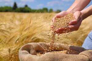 تحلیل بازار جهانی غلات؛ پیش بینی تولید ۳میلیارد تنی گندم، ذرت و برنج