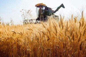 شاخص قیمت مواد غذایی فائو ۲.۴درصد افزایش یافت؛ پیش بینی کاهش ۱.۷درصدی برداشت جهانی گندم