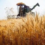 پیش بینی خرید ۱۱ میلیون تن گندم از گندمکاران؛ کمبودی در بخش کودهای کشاورزی نخواهیم داشت