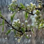 پیش‌بینی وضعیت جوی برای سیزدهم فروردین روز طبیعت