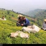 1130 میلیارد تومان از مطالبات چایکاران پرداخت شد