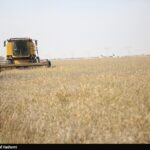 آمادگی 500 هزار میلیارد تومانی برای خرید تضمینی گندم در 1405