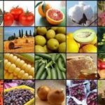 صادرات 20 محصول کشاورزی آزاد شد