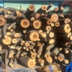 خودکفایی در تامین چوب از خروج 1.5 میلیارد دلار جلوگیری می‌کند