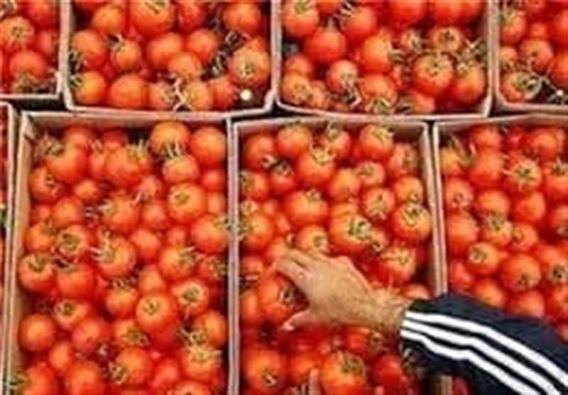 وابستگی 98 درصدی کشور به بذر هیبرید وارداتی