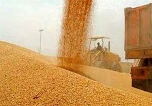 پرداخت نیمی از مطالبات گندمکاران تا 6 روز آینده