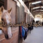 هزینه نگهداری اسب در باشگاه