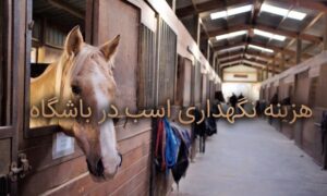هزینه نگهداری اسب در باشگاه (پانسیون، تغذیه، دامپزشکی و …) در سال ۱۴۰۵