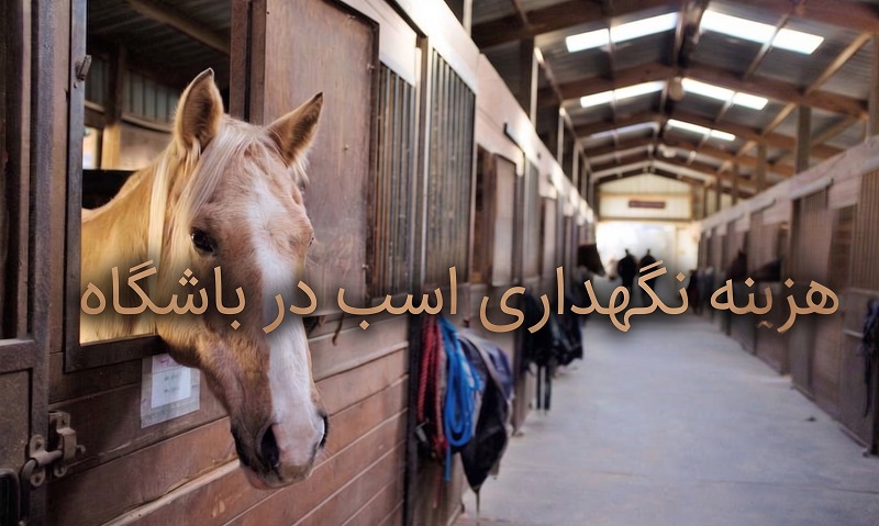 هزینه نگهداری اسب در باشگاه (پانسیون، تغذیه، دامپزشکی و …) در سال ۱۴۰۵