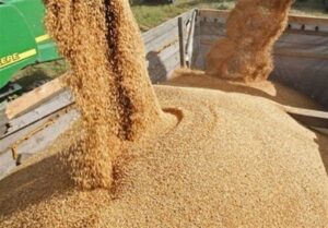 تولید داخل جایگزین 40 درصد جو  وارداتی شد
