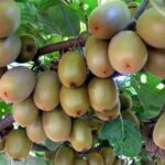 ممنوعیت صادرات کیوی زود تر ازموقع برداشته شد
