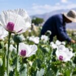 کشت شقایق الیفرا؛ ظرفیتی برای ارزآوری و اشتغال ۴ هزار نفر